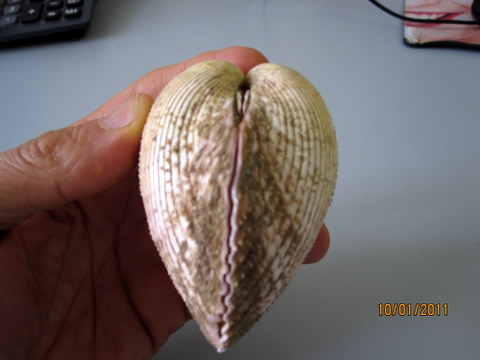 Bivalve mediterraneo!?